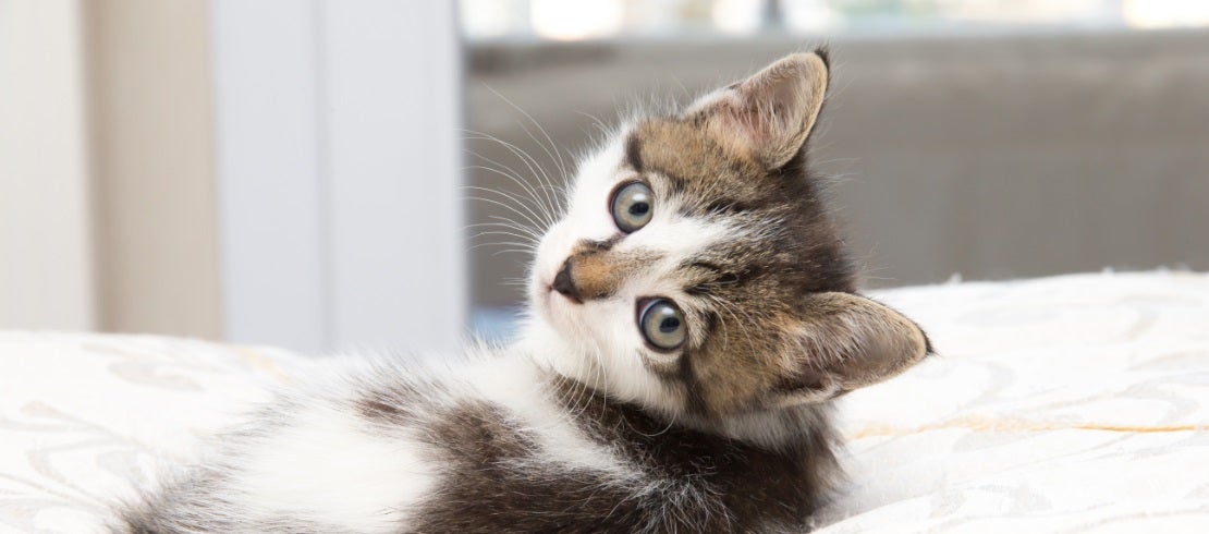 Flea treatment for kittens 10 store weeks old